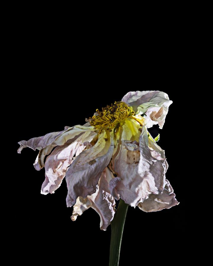Blüten