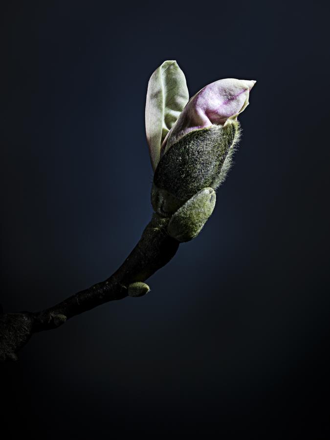 Blüten
