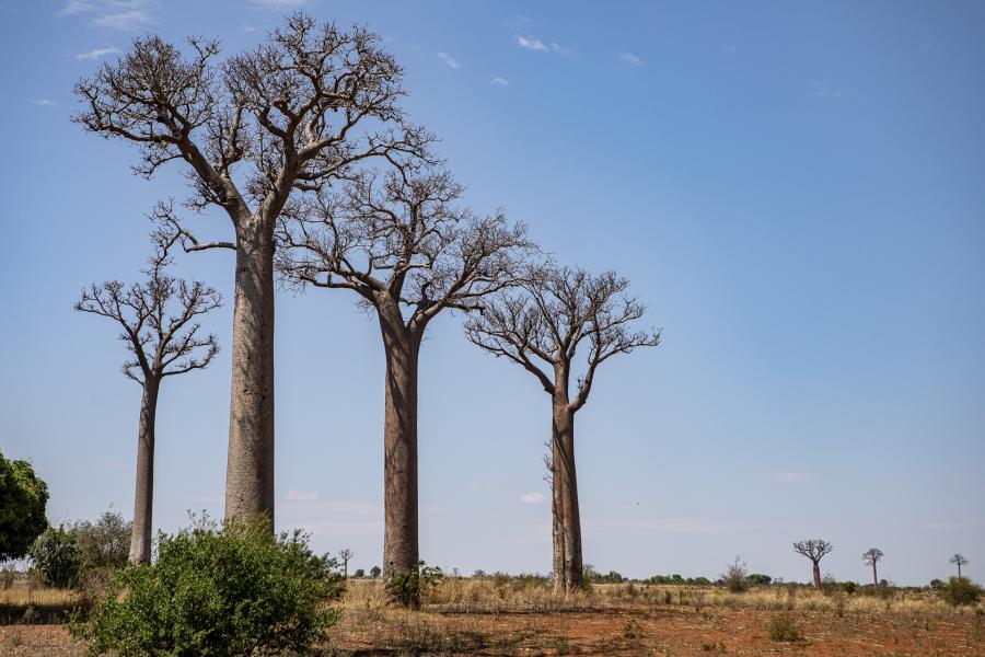 Madagaskar
