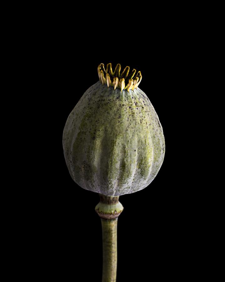 Schönheit vergeht nicht