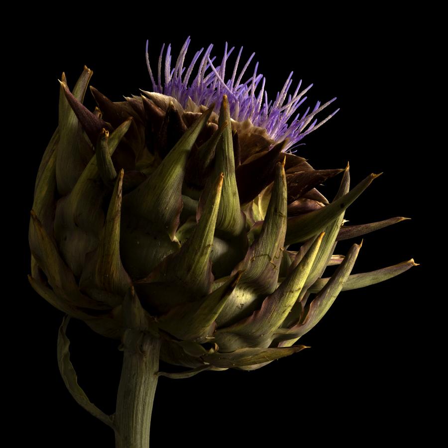 Schönheit vergeht nicht