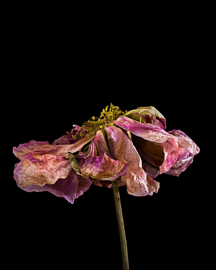 Schönheit vergeht nicht