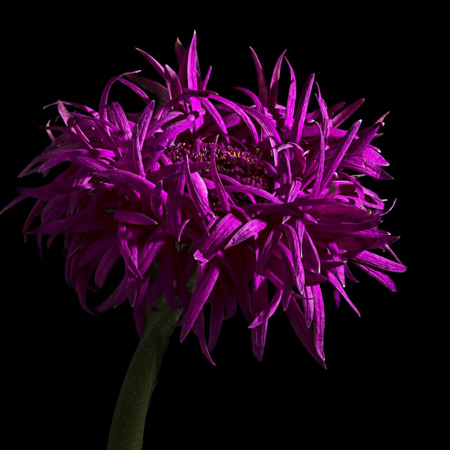 Schönheit vergeht nicht